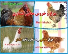 فروش وارسال مرغ محلی وگوشتی