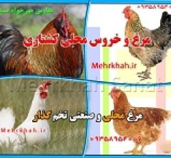 فروش وارسال مرغ محلی وگوشتی