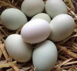 تخم نطفه دار مرغ بومی