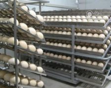 فروش تخم شترمرغ برای جوجه کشی موفق