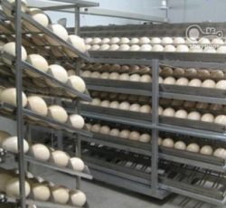 فروش تخم شترمرغ برای جوجه کشی موفق