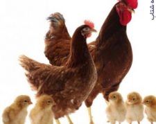 فروش جوجه مرغ بومی رنگی-جوجه یک روزه-مرغ تخم گذار بومی