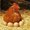 فروش مرغ تخم گذار