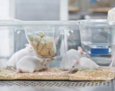 تامین انواع حیوانات آزمایشگاهی مورد نیاز محققین و دانشجویان