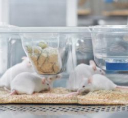 تامین انواع حیوانات آزمایشگاهی مورد نیاز محققین و دانشجویان