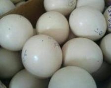 فروش تخم نطفه دار شترمرغ و بوقلمون تظمینی و دستگاه جوجه کشی