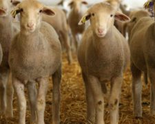 کارگاه آموزش عملی پرواربندی گوسفند و بز