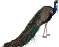 تخم نطفه دار طاووس هندی و مصری