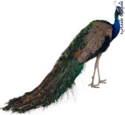 تخم نطفه دار طاووس هندی و مصری