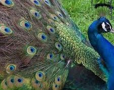 فروش تخم نطفه دار طاووس سبز