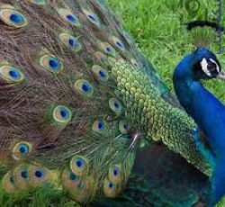 فروش تخم نطفه دار طاووس سبز