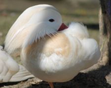 فروش جوجه اردک ماندارین سفید