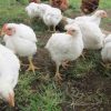 فروش تخم نطفه دار مرغ نژاد 308گوشتی