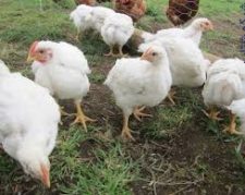 فروش تخم نطفه دار مرغ نژاد 308گوشتی