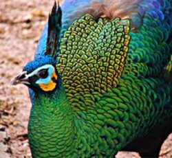 فروش تخم نطفه دار طاووس هندی و مصری