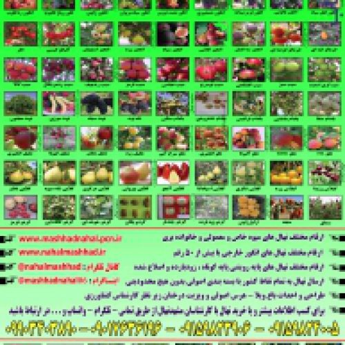 فروش ارقام مختلف نهال  میوه های خاص و کمیاب