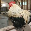 فروش تخم نطفه دار مرغ و خروس نژاد کوشین