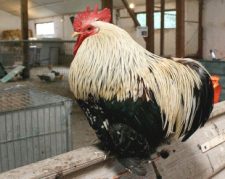 فروش تخم نطفه دار مرغ و خروس نژاد کوشین