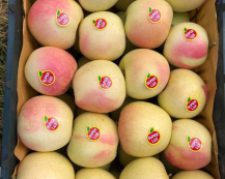صادرات انواع میوه به روسیه هندوستان و کشورهای عرب حاشیه خلیج فارس