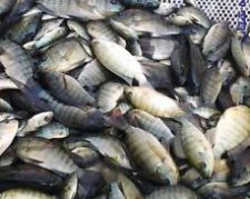 فروش انواع بچه ماهیان تیلاپیا،لارو،یک بند،دو بند و سه بند