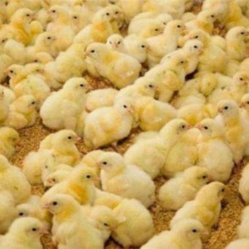 فروش جوجه مرغ یک روزه گوشتی جوجه محلی صنعتی و هلندی