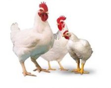 فروش تخم نطفه دار مرغ راس گوشتی.قیمت تخم نطفه دار مرغ راس گوشتی