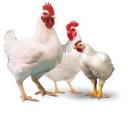 فروش تخم نطفه دار مرغ راس گوشتی.قیمت تخم نطفه دار مرغ راس گوشتی