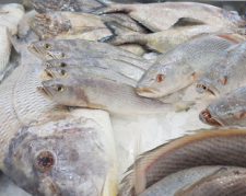 فیش مارکت توضیع کننده انواع ماهی جنوب و ابزیان دریایی