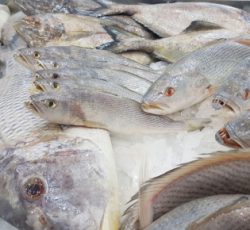فیش مارکت توضیع کننده انواع ماهی جنوب و ابزیان دریایی