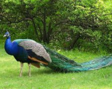 تخم نطفه دار طاووس و بوقلمون و قرقاول