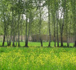 2050 متر باغ با درختان سر به فلک کشیده در شهریار