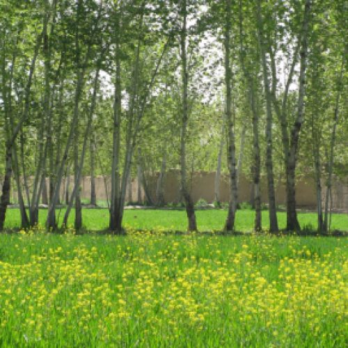 2050 متر باغ با درختان سر به فلک کشیده در شهریار