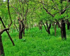 فروش 1000 متر باغ با جواز ساخت در شهریار