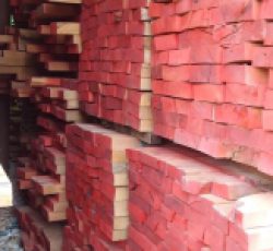 واردات و فروش مستقیم چوب راش جنگلی گرجستان