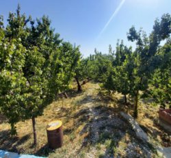 1000 متر باغ با درختان میوه در بهترین موقعیت شهریار