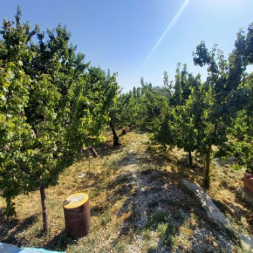 1000 متر باغ با درختان میوه در بهترین موقعیت شهریار