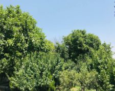باغ 1500 متری با سند شش دانگ در ملارد