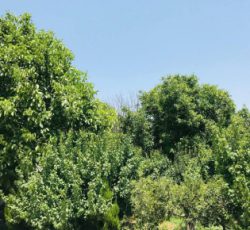باغ 1500 متری با سند شش دانگ در ملارد