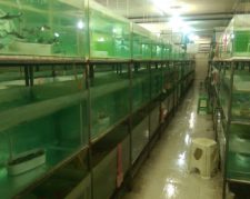 مرکز تکثیر و پرورش ماهیان زینتی محلات