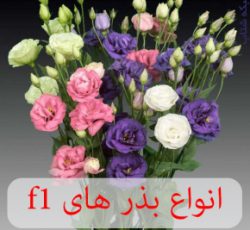 فروشگاه ظرافت ارائه کننده انواع بذر گل های f1