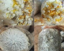 نمایندگی پرورش قارچ کانودرما در ایران