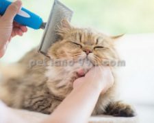 آرایشگری حیوانات خانگی