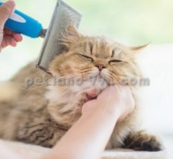 آرایشگری حیوانات خانگی