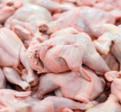 اولین تولیدکننده مرغ بدون آنتی بیوتیک کشور – رضوان