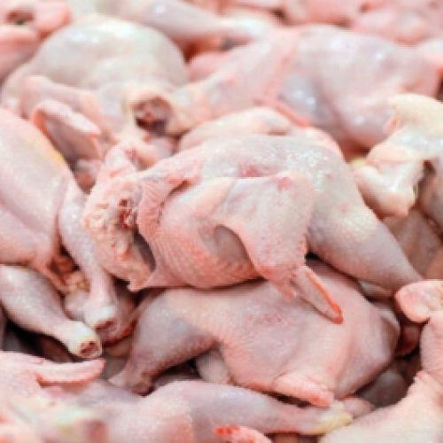 اولین تولیدکننده مرغ بدون آنتی بیوتیک کشور – رضوان