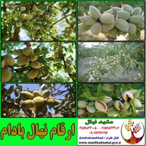 فروش ارقام مختلف نهال  میوه های خاص و کمیاب