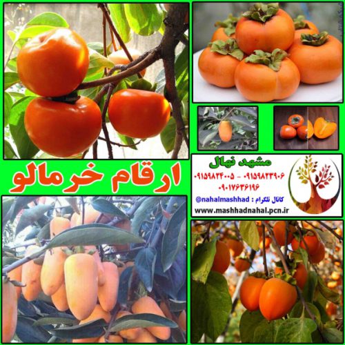 فروش ارقام مختلف نهال  میوه های خاص و کمیاب