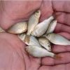 فروش انواع بچه ماهیان تیلاپیا،لارو،یک بند،دو بند و سه بند
