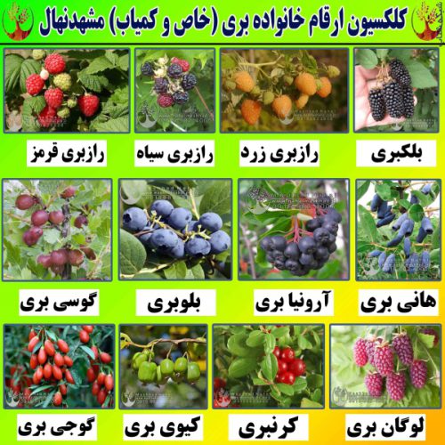 فروش ارقام مختلف نهال های میوه و انگور