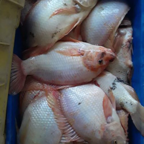 فروش عمده ی بچه ماهی تیلاپیا و کپور